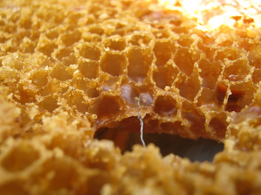 wax, radius, bee, alveoli, reserves, framework, hive, honey HD wallpaper