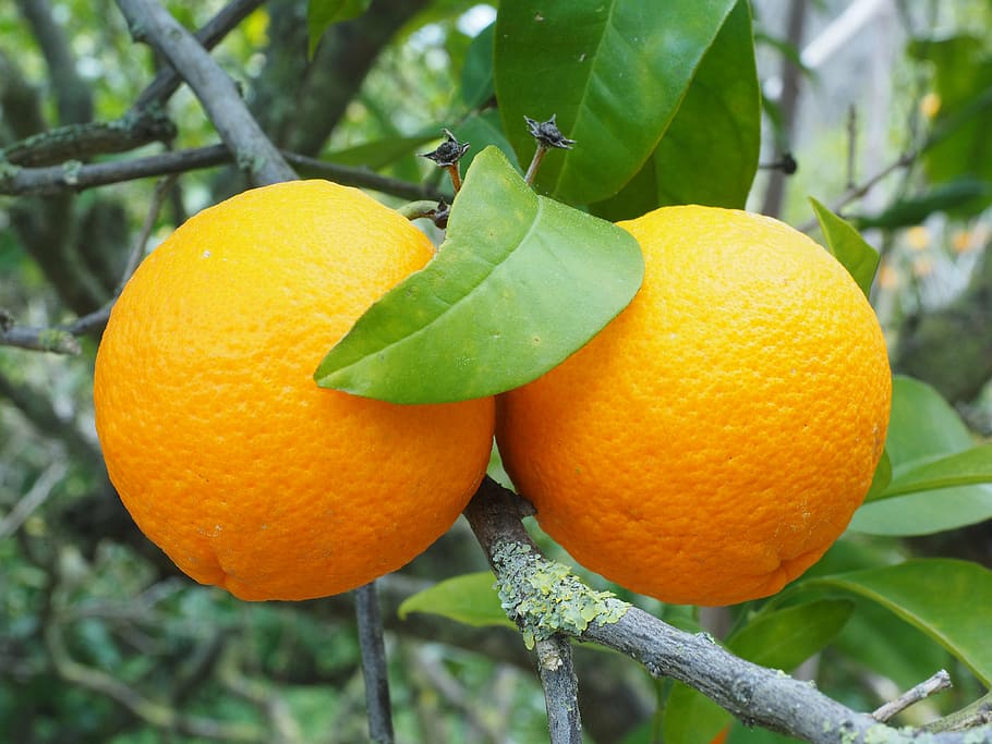 orange, fruit, orange tree, periwinkle, citrus, diamond green HD wallpaper