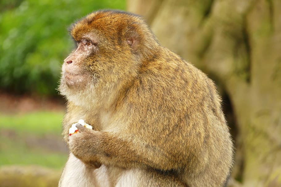 ape, monkey, primate, barbary macaque, animal, cute, mammal HD wallpaper