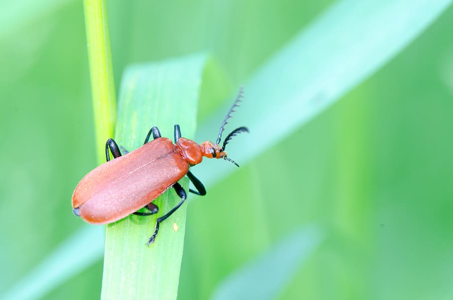 Soldier Beetle, Insect, Macro, bug, nature, animal, wildlife HD wallpaper