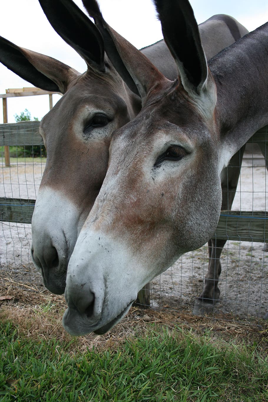 donkeys, burros, side, by, investigating, curious, huge, heads HD wallpaper