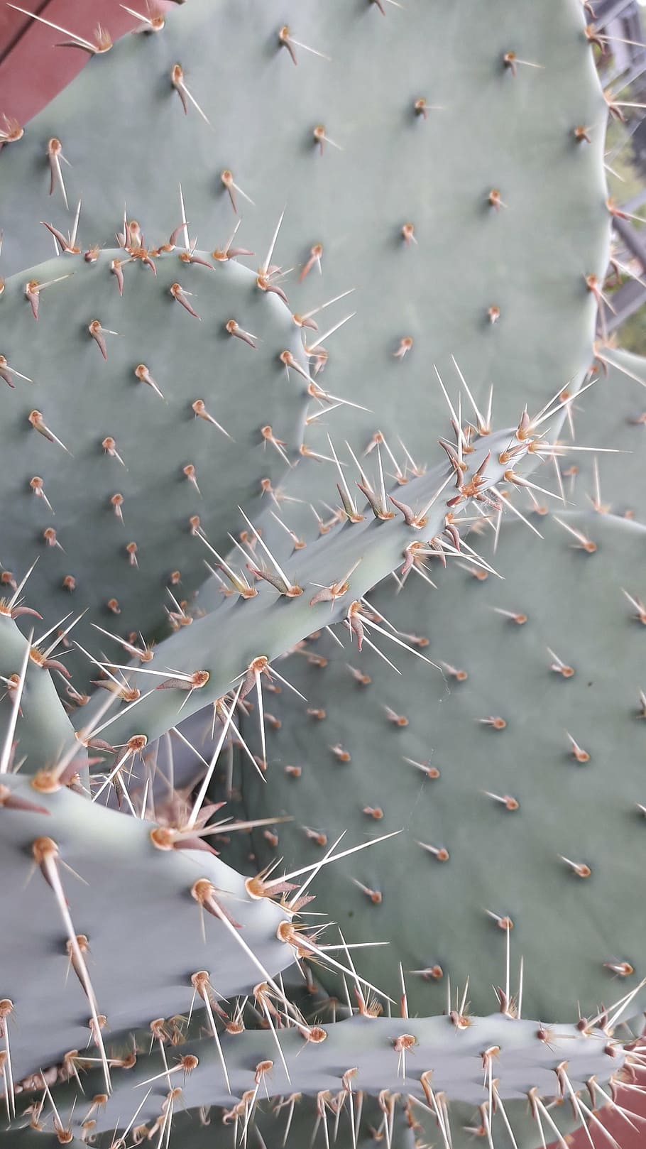 sting, cactus, public record, macro, botanical, thorn, nature HD wallpaper