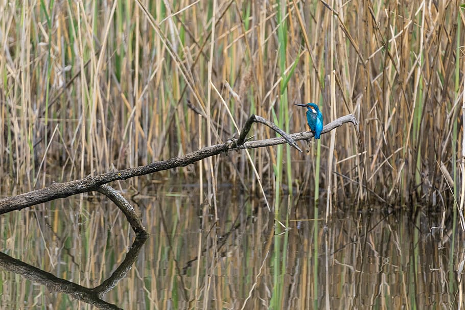 animal, background, beak, beautiful, beautiful kingfisher, beauty HD wallpaper