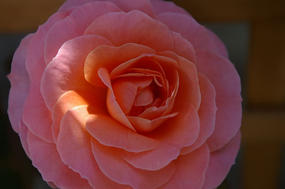 rose, sun, shadow, blossom, bloom, beautiful, rose bloom, summer HD wallpaper