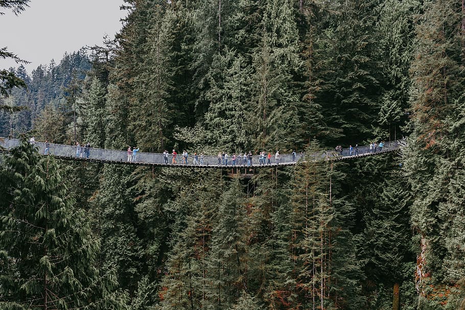people on hanging bridge surrounded by tall trees, people on hanging bridge in the middle of the forest during daytime HD wallpaper