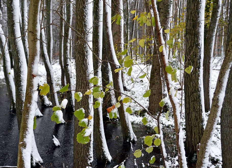 forest, trees, snow, leaves, tree trunks, nature, winter, plant HD wallpaper