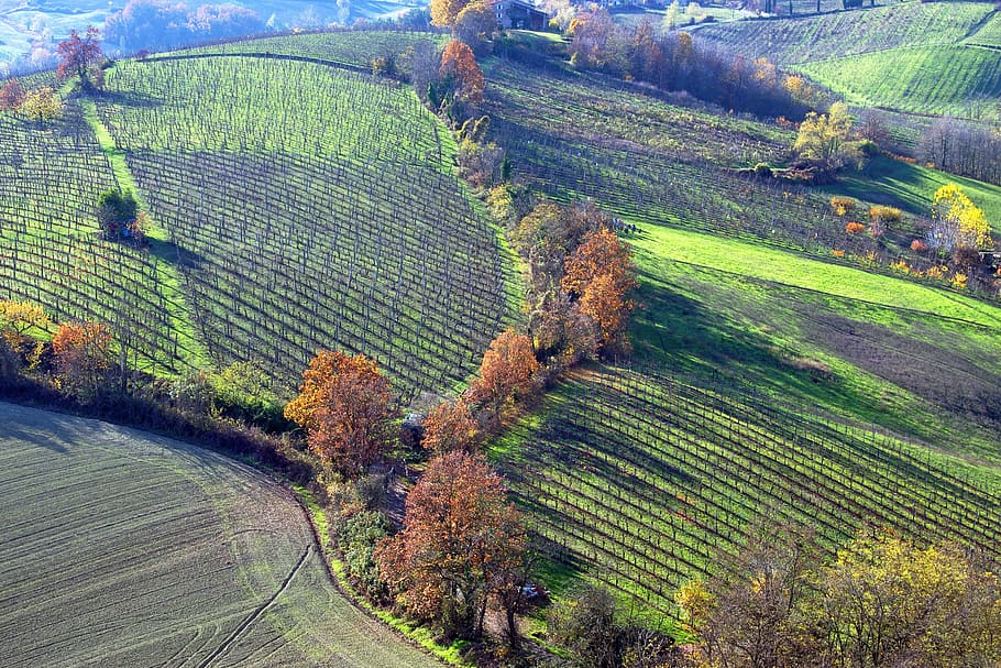 Langhirano, Parma, Emilia Romagna, Italy, vineyards, hills langhirano HD wallpaper