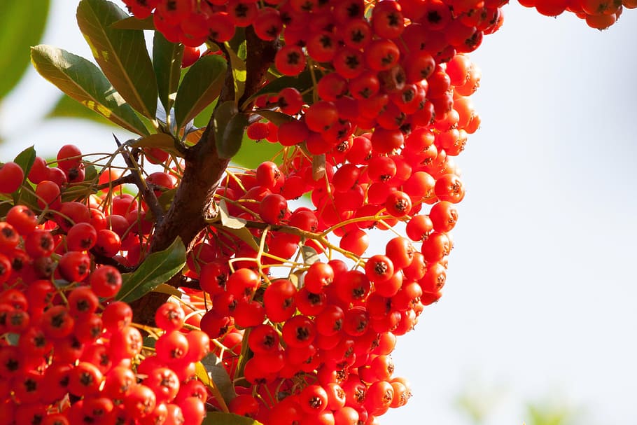 low angle view of bunch of round red fruit tree, sea buckthorn
