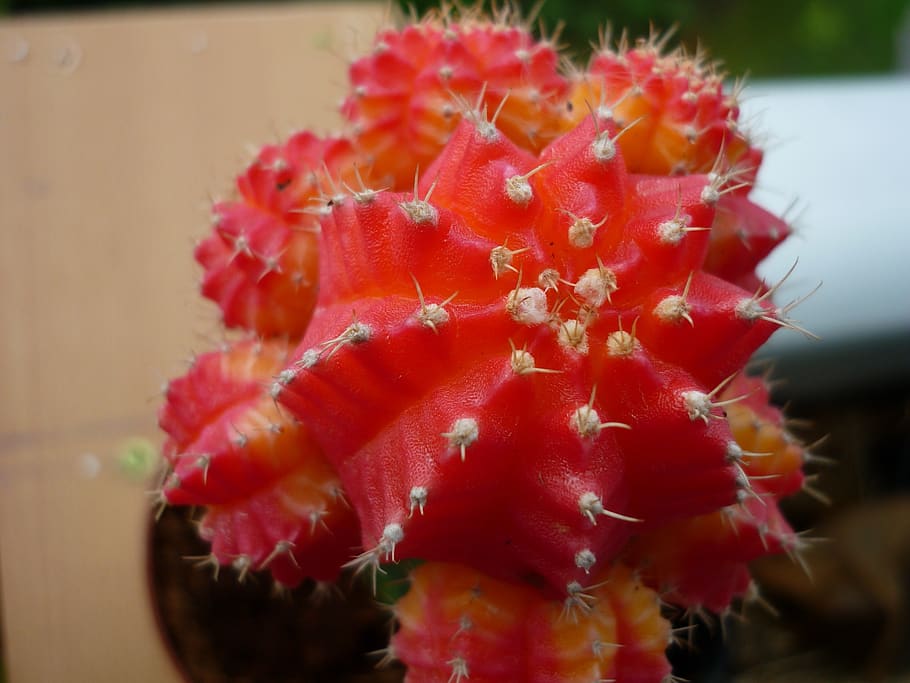 strawberry cactus, succulent, refined, on, documents-cactus, HD wallpaper
