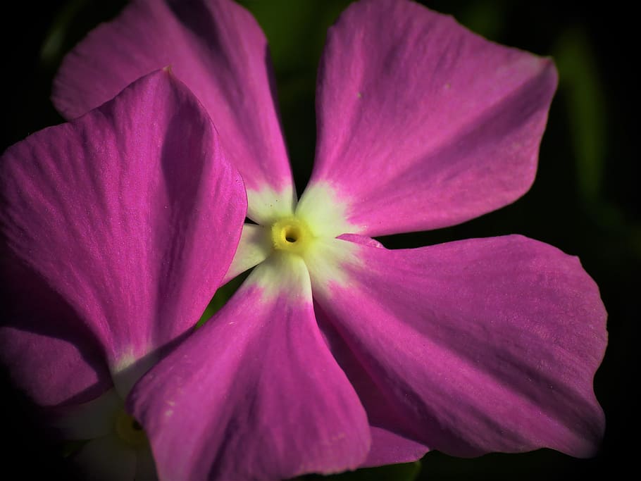 macro, flower, purple, white, yellow, flowering plant, fragility HD wallpaper