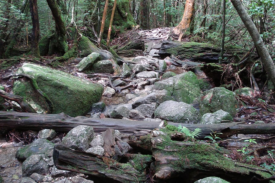 Forest, Pebbles, Stones, moss, tree, tree trunk, nature, day HD wallpaper