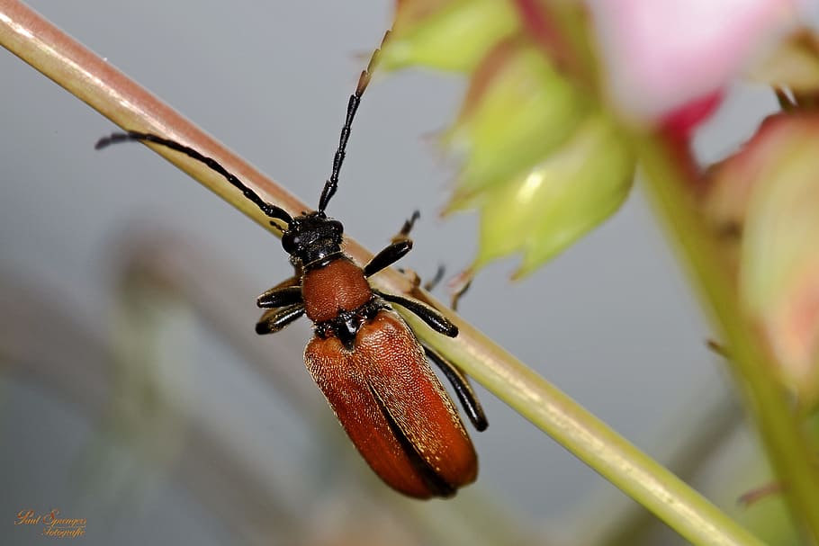 Macro, Beetle, Bug, Close Up, Nature, insect, animal, close-up HD wallpaper
