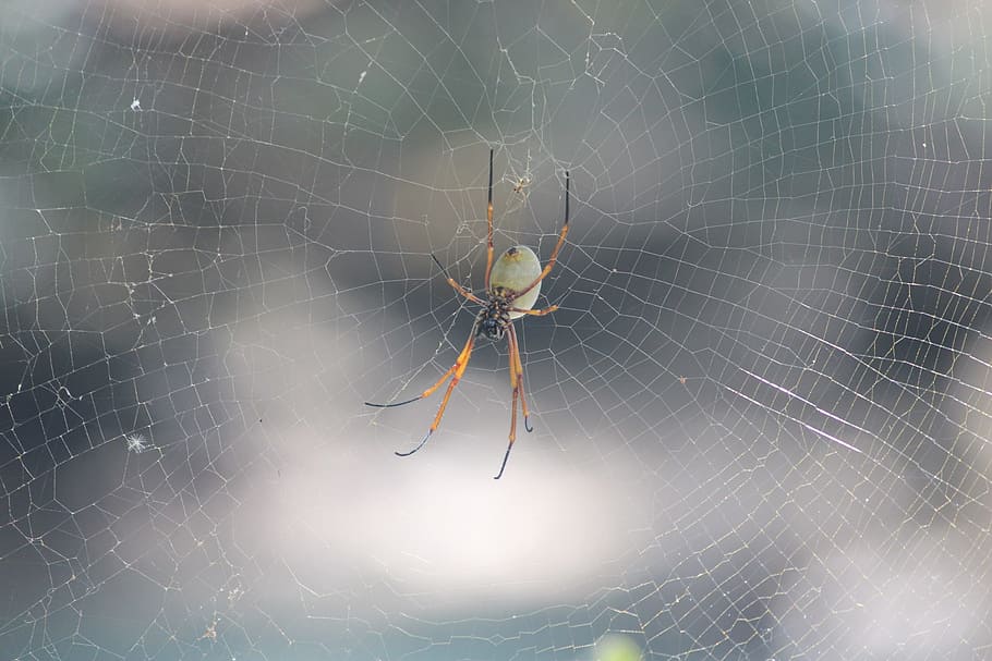 spider, web, nature, spiderweb, macro, arachnid, animal, invertebrate HD wallpaper