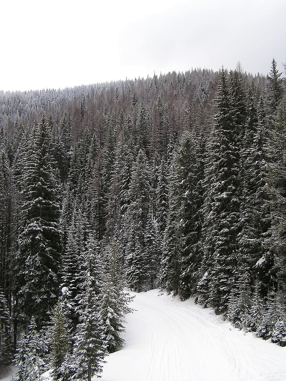 snowfall, trees, winter, snowy path, outdoor, landscape, ice HD wallpaper