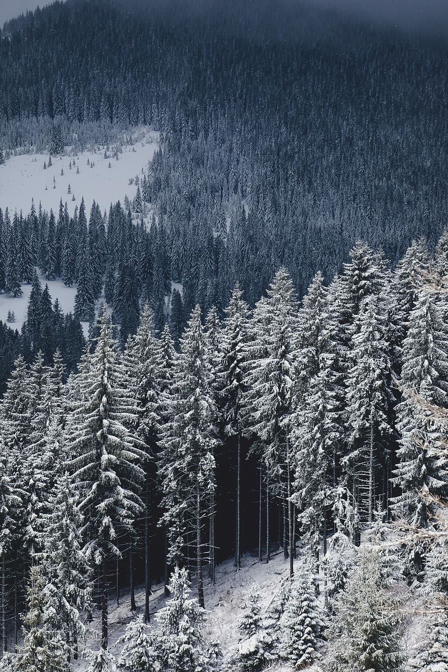aerial photography of pine trees covered with snow, untitled