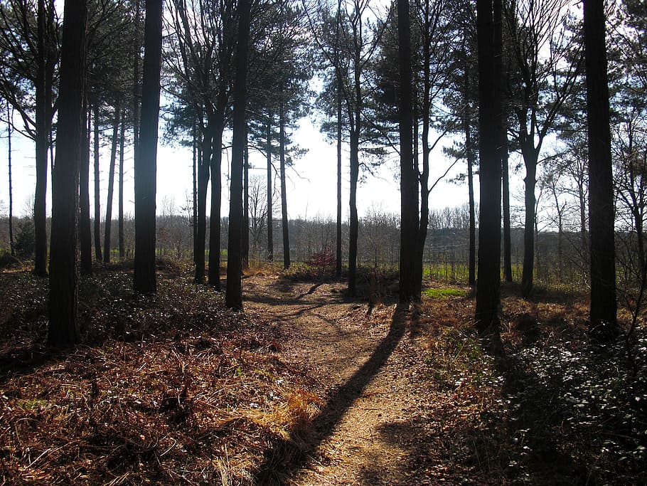 tree, forest, green, view, sunlight, plant, land, tranquility HD wallpaper