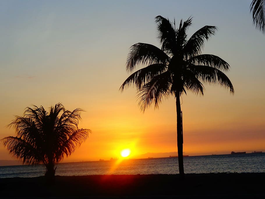 sunset, palm tree, beach, sky, water, sea, beauty in nature HD wallpaper