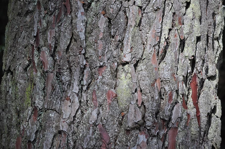 bark, tree, rough, background, wood, texture, trunk, tree trunk HD wallpaper