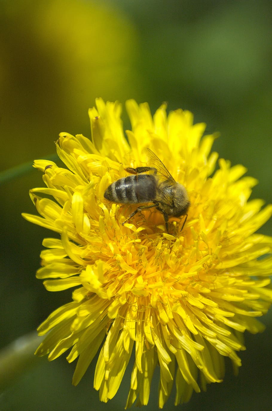 bee, dandelion, pollen, honey, honey bee, insect, nature, macro HD wallpaper