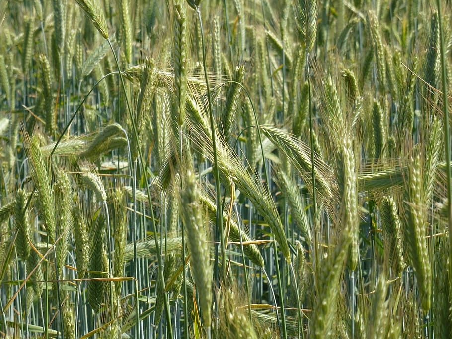 Field, Agriculture, Wheat, growth, cereal plant, nature, crop HD wallpaper