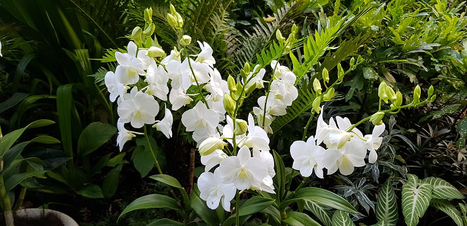 white, flowers, garden, flowering plant, freshness, growth HD wallpaper