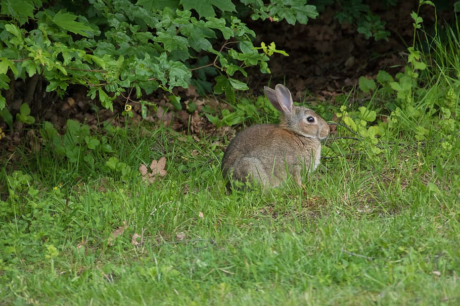 Rabbit, Meadow, Park, Casting, City, green, nature, creature HD wallpaper