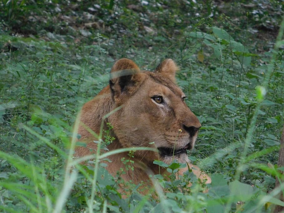 lion, grass, forest, animal, animal themes, animal wildlife HD wallpaper