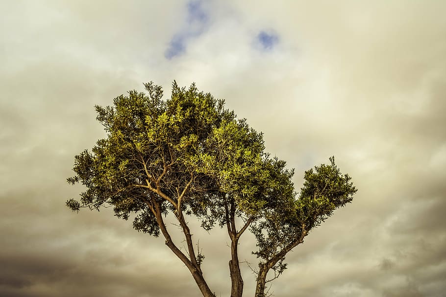 tree, branch, sky, clouds, nature, leaf, outdoors, plant, cloud - sky HD wallpaper