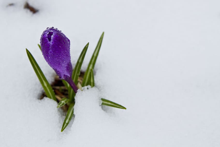 Crocus, Flower, Spring, Nature, Blossom, plant, floral, leaf HD wallpaper