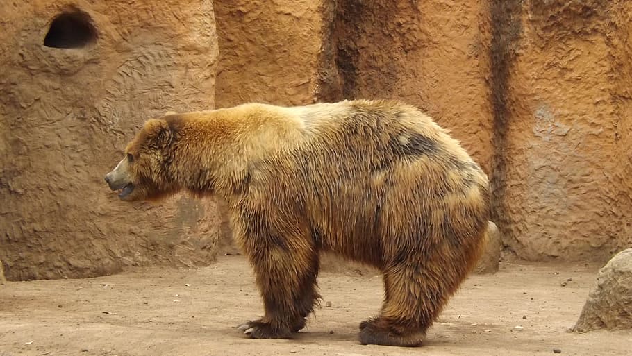 Bear, Zoo, Captivity, animal wildlife, one animal, grizzly bear HD wallpaper