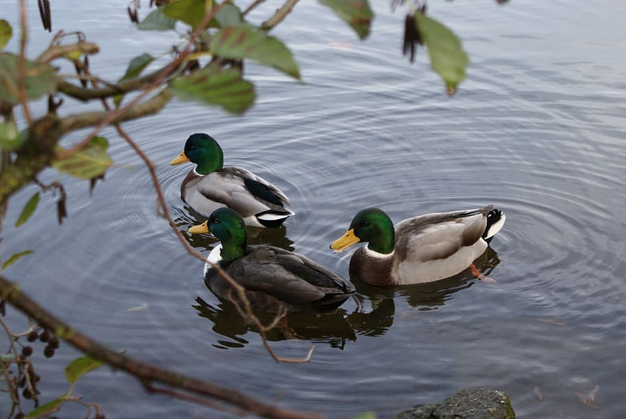 duck, puddle, waters, lake, bird, water bird, mallard, animal world HD wallpaper