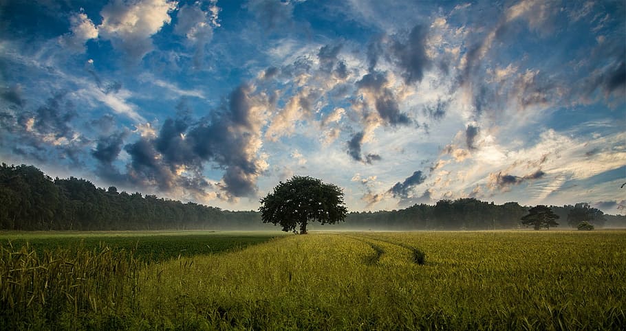 green tree in between field during daytime, cornfield, nature HD wallpaper