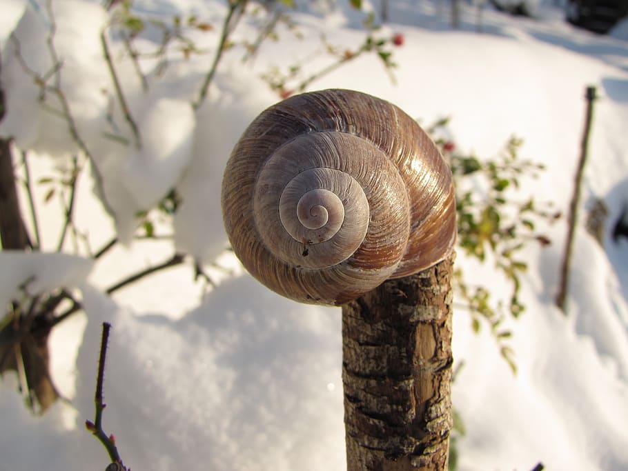 shell, snow, deco, animal wildlife, animal shell, mollusk, gastropod HD wallpaper
