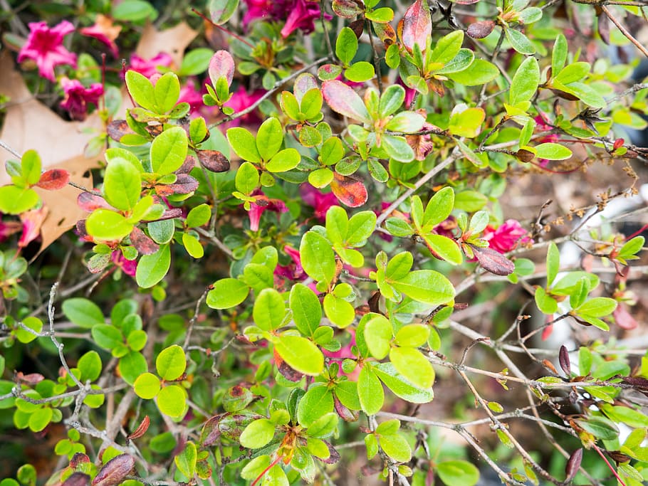 Small Green Leaves, branches, focus, repetition, Macro, Nature HD wallpaper