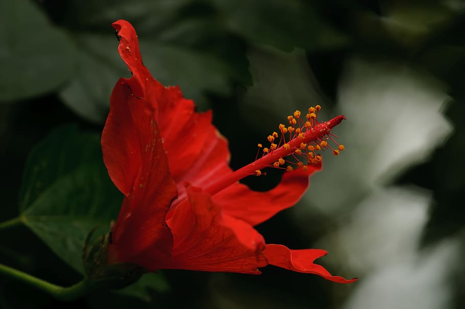 blossom, bloom, red, macro, flowering plant, beauty in nature HD wallpaper