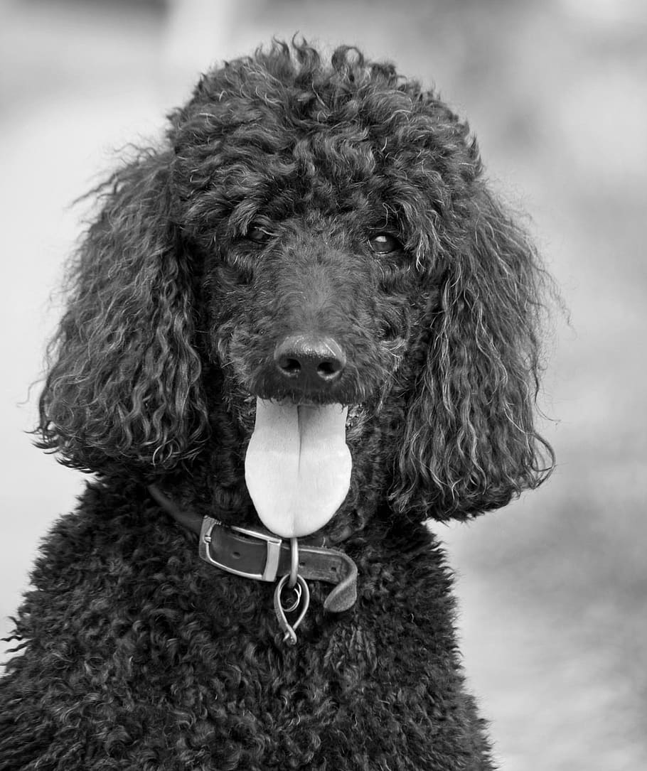 grayscale photography of dog, poodle, beautiful, standard poodle, HD wallpaper