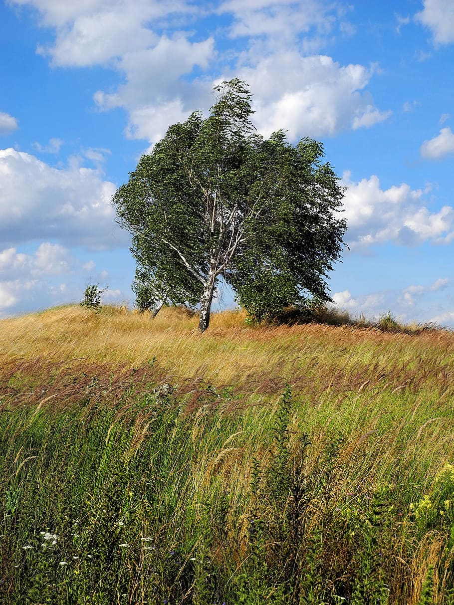 landscape, tree, wind, birch, meadow, plant, sky, cloud - sky HD wallpaper