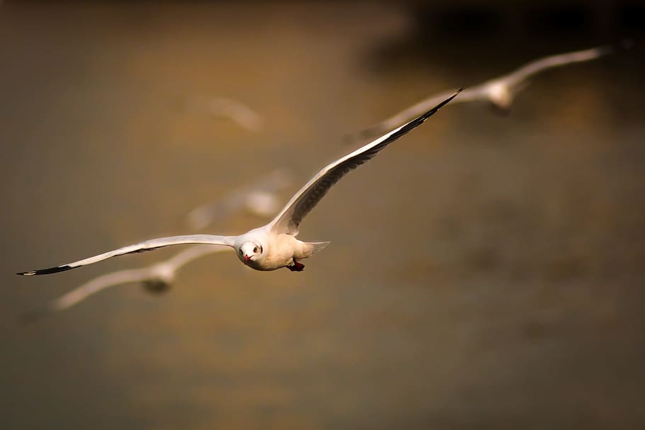 Gulls, Birds, Flying, one animal, no people, close-up, water HD wallpaper