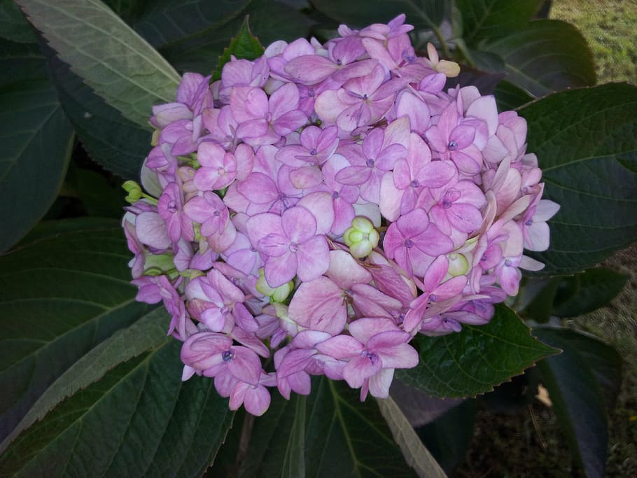flower, plant, clusters, flowering plant, vulnerability, freshness HD wallpaper