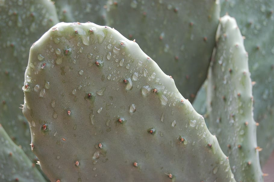 cactaceae, succulent plants, close-up, cactus, growth, beauty in nature HD wallpaper
