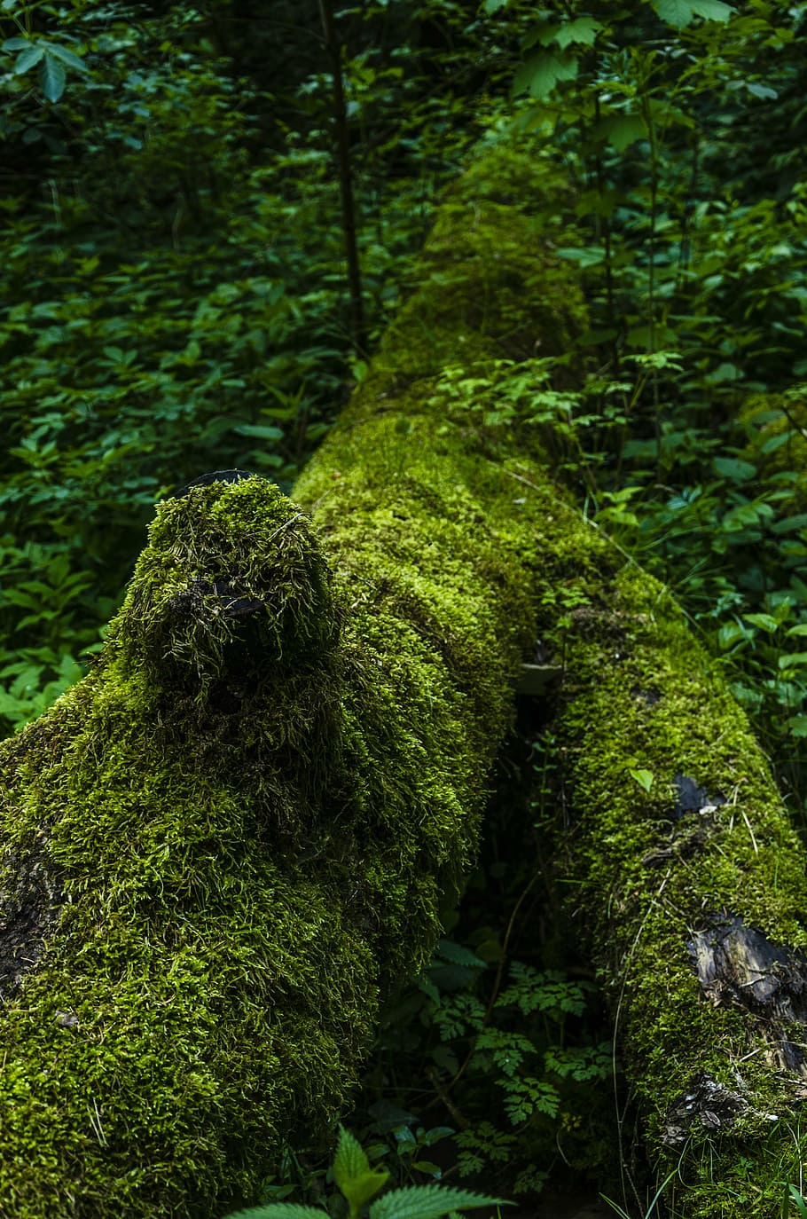 moss, nature, forest, tree, green, plant, green color, growth HD wallpaper