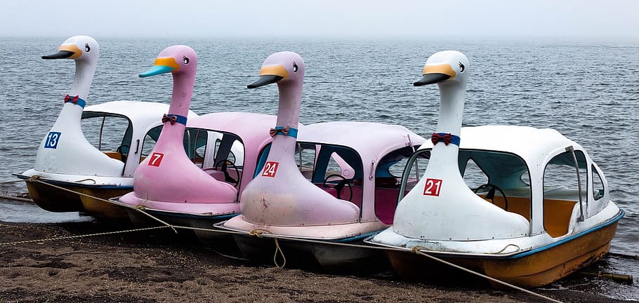 boats, swans, ducks, water, leisure, recreation, fun, park, HD wallpaper