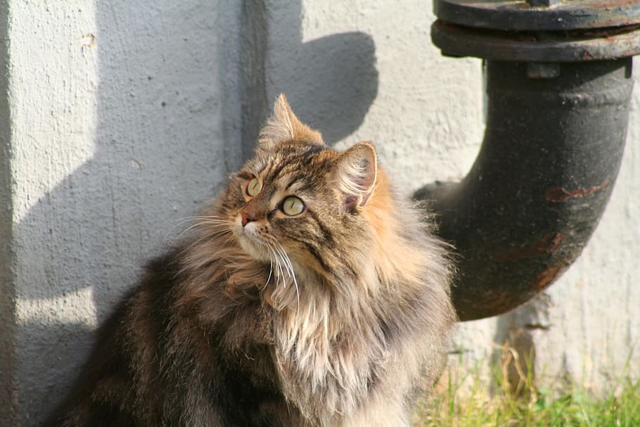 cat, animals, main coon, face cat, fur, pets, cat face, animal themes HD wallpaper