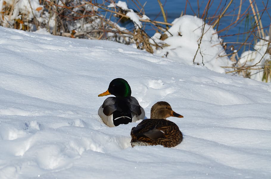 Mallards, Snow, Winter, Duck, White, waterfowl, young bird HD wallpaper