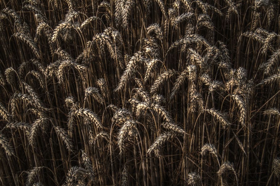 wheat, grain, field, close-up, macro, agriculture, farm, rural HD wallpaper