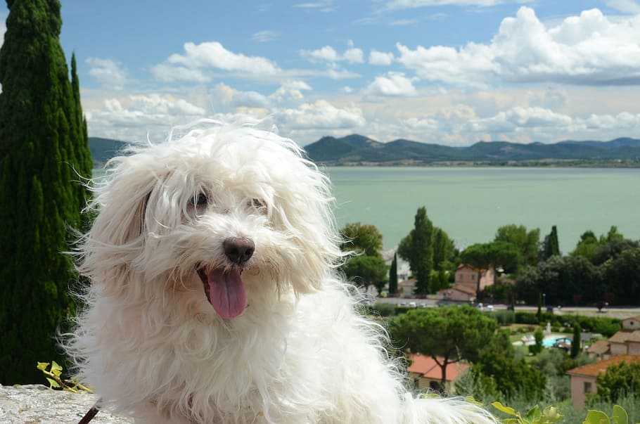 dog, hairy, white, maltese, view, bolognese, trasimeno, lake, HD wallpaper