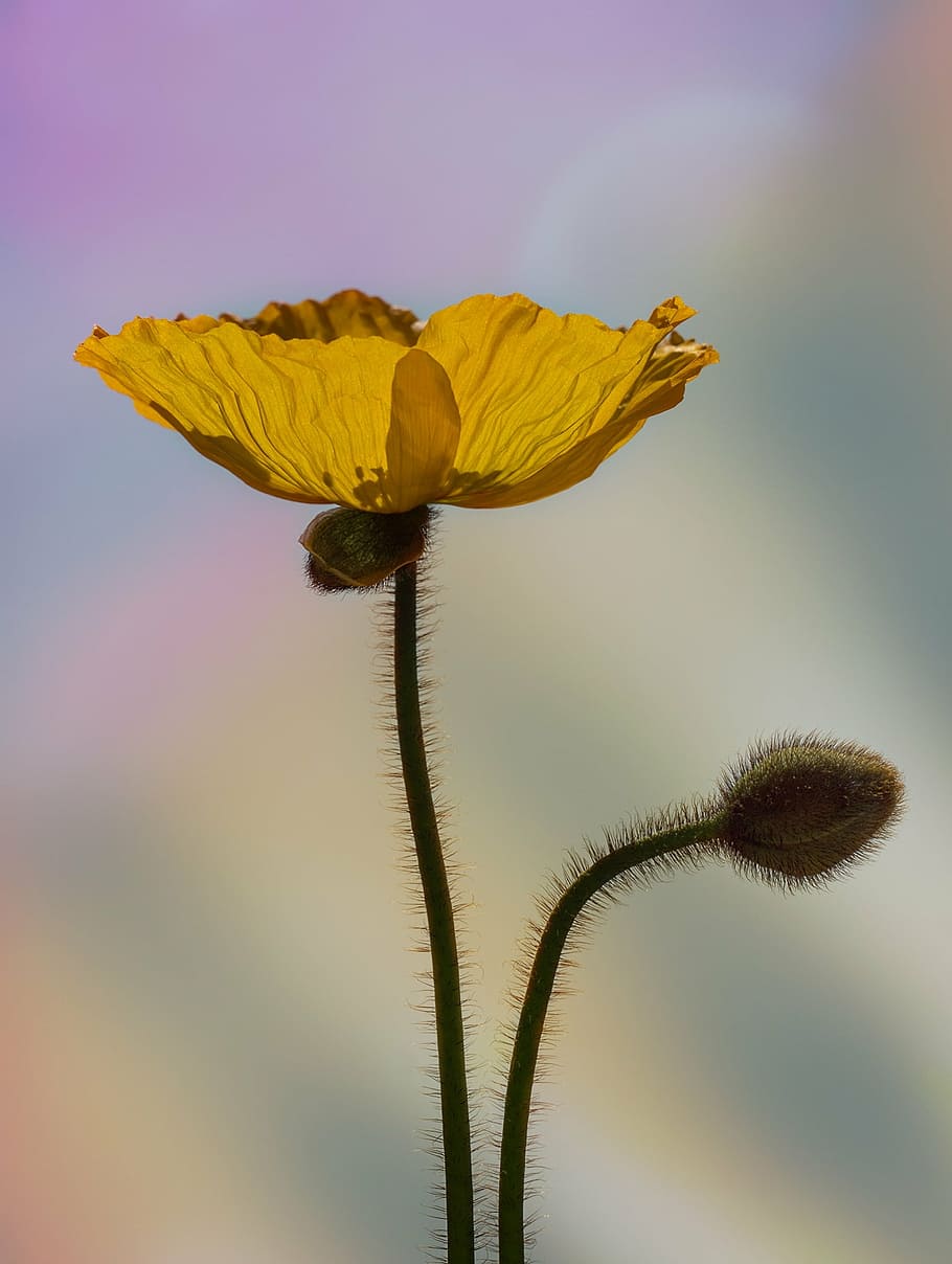 photography of yellow flower, poppy, yellow poppy, iceland poppy, HD wallpaper