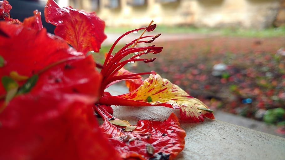 Flower, Grass, red, close-up, focus on foreground, outdoors HD wallpaper