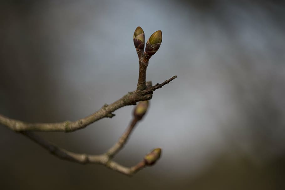sprig, the buds, spring, nature, plant, branch, growth, tree HD wallpaper