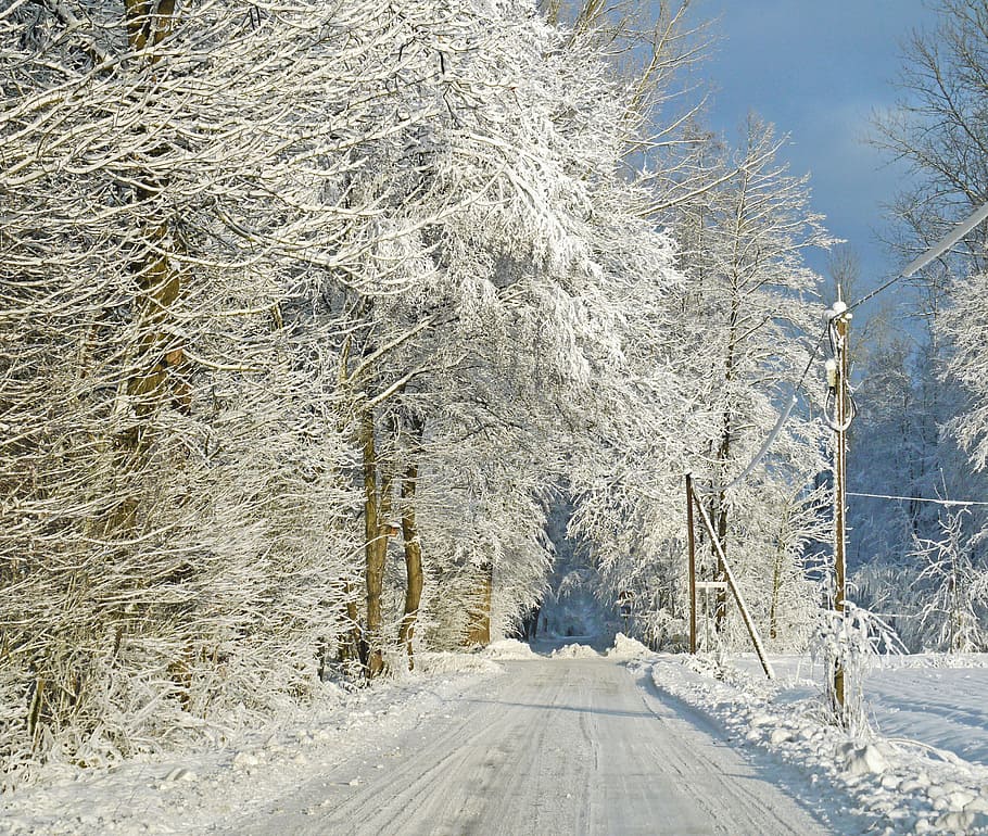 in winter forest, snow, snow load, forest path, winter dream HD wallpaper